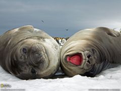 Tapeta National Geographic 585.jpg